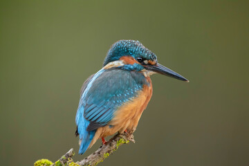 Kingfisher, alcedo atthis, male perched on a branch in the uk in the autumn, close up