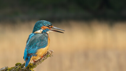 Kingfisher, alcedo atthis, male perched on a branch in the uk in the autumn, close up