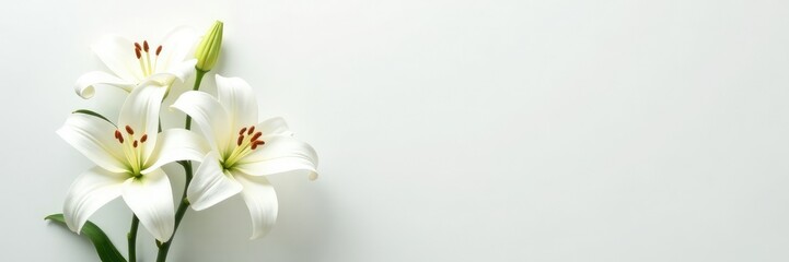 Fototapeta premium White lilies on a minimalist white background, abstract, elegant, white flowers