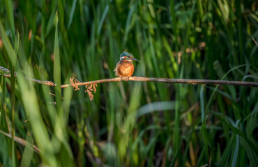 Kingfisher, alcedo atthis, male perched on a branch in the uk in the autumn in front of reeds