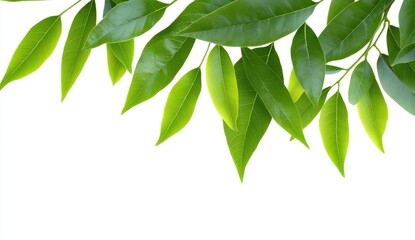 Fototapeta premium Vibrant green leaves with visible veins and subtle texture, arranged in a cascading pattern against a bright white background. The image evokes