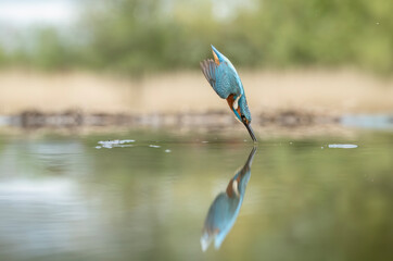 Kingfisher, diving for fish, close up in spring time in Scotland