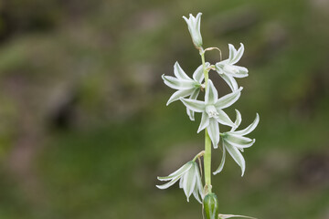 photos of various wild plants and wild flowers