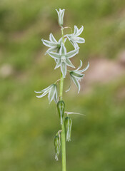 photos of various wild plants and wild flowers