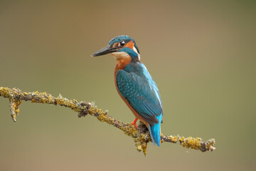Kingfisher, perched on a branch close up in spring time in Scotland