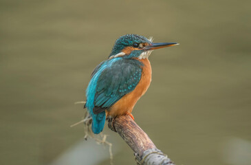 Kingfisher, alcedo atthis, female perched on a branch in the uk in the autumn, close up