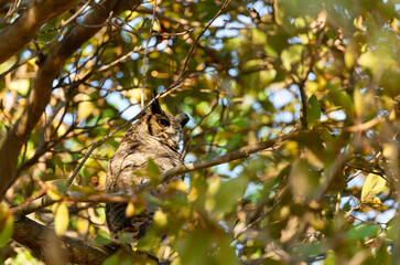 Great horned owl perched in a tree