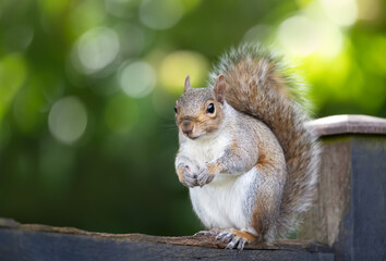 Portrait of a curious grey squirrel standing on a garden fence