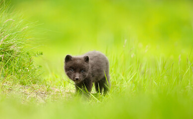 Cute Arctic fox cub standing in a meadow