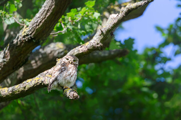 Little owl perched on a tree branch