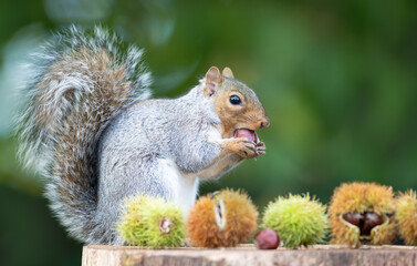 Grey squirrel eating sweet chestnut fruit in autumn
