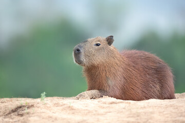 Portrait of a capybara lying a on a river bank