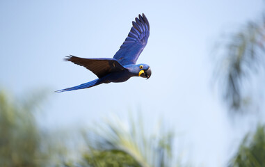 Close-up of a Hyacinth macaw in flight