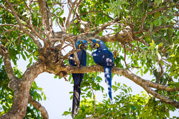 Hyacinth macaws perching in a palm tree