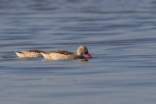 A Cape Teal pair (Anas capensis) gracefully swimming across the waters of Lake Nakuru, Kenya, reflecting in the calm lak
