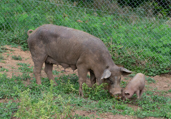 Female mother pig or sow with small, baby piglet implying motherly love.