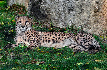 Cheetah on the lawn. Latin name - Acinonyx jubatus	
