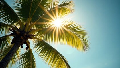 Fototapeta premium Coconut tree's tiny branches touching the sunbeams, coconut tree branches, natural world, rays