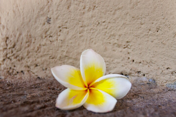 Close up of a frangipani flower in Bali, Indonesia, Asia