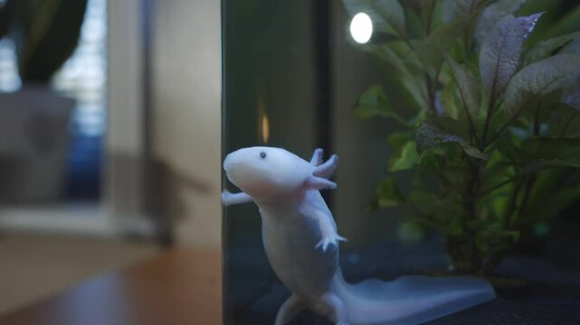 A small white salamander is in a fish tank with some plants. The tank is lit up, and the salamander is looking up at the camera