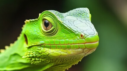 Obraz premium Close up of a vibrant green lizard with intricate scales and a textured head, set against a blurred green background. The lizard's eye is sharply