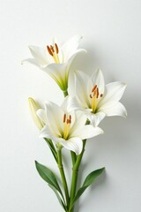 Naklejka premium White lilies on a minimalist white background, blooms, flower arrangement, simple