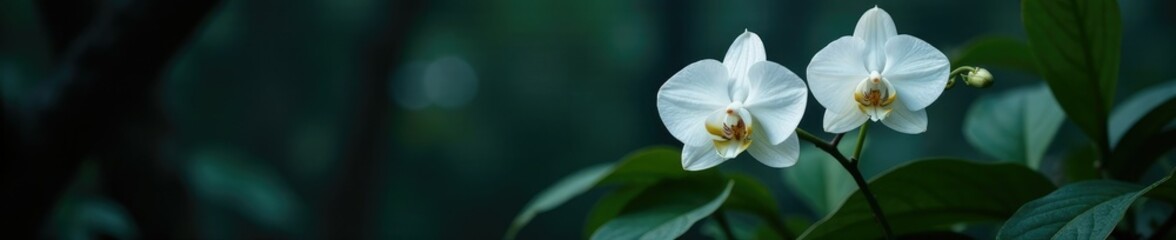 Fototapeta premium White orchid blooms in the shadows of a mysterious black forest, flowers, pure, dark