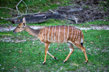 junge antilope in einem park