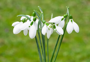 Fototapeta premium photos of white flowers, winter flowers and snowdrops