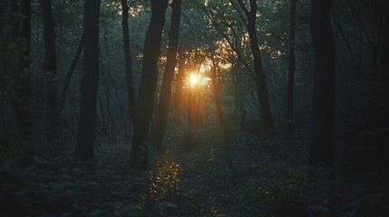 Sunbeams pierce a dark, misty forest path at dawn.