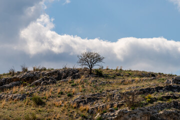 A lone tree on top of a mountain in the Golan Heights in Israel.
