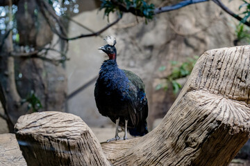 A crested peacock with iridescent dark feathers and a white-tipped crest stands on a textured tree...