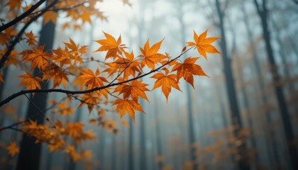 Vibrant Orange Maple Leaves Against Misty Forest Background