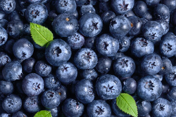 Fresh organic ripe blueberries with drops of water, closeup background. Background of freshly picked blueberries, close-up     