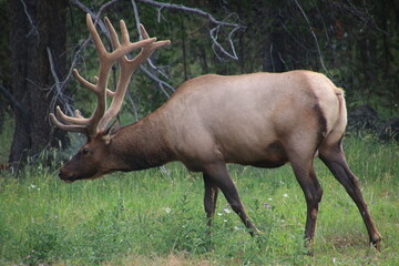 Elk grazing in yellowstone national park