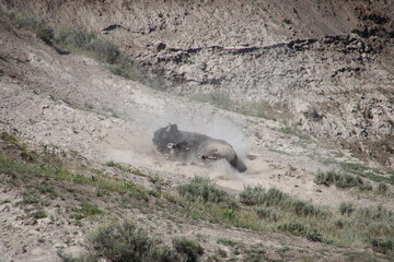 buffalo on the ground wallowing in yellowstone