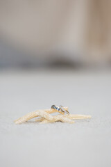 starfish with wedding rings on top