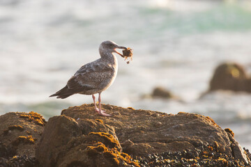 A juvenile gull stands on a rocky shoreline near Monterey, California, holding seaweed in its beak, with the ocean in the background.