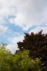 Summer clouds