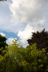 Summer clouds