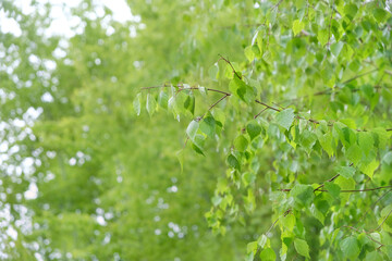 beautiful nature landscape. branches with green leaves of birch trees, natural abstract background. Spring or summer season. template for design. copy space