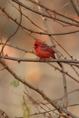 A northern cardinal perched on thorny branches