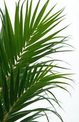 Close-up of green palm tree leaves against white background. Elegant tropical botanical minimalist design. Herbal medicine ingredient. Saw palmetto extract source for pharmaceutical, beauty,