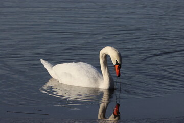 Fototapeta premium Sweden. The mute swan (Cygnus olor) is a species of swan and a member of the waterfowl family Anatidae. It is native to much of Eurasia, and (as a rare winter visitor) the far north of Africa. 