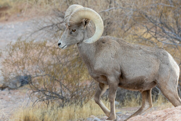 Desert Bighorn Sheep Ram in the Nevada Desert in Winter