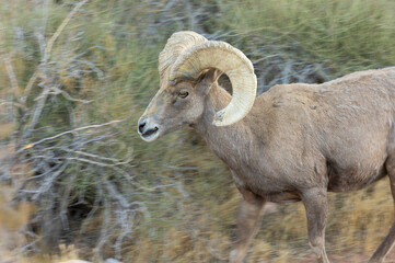 Desert Bighorn Sheep Ram in the Nevada Desert in Winter