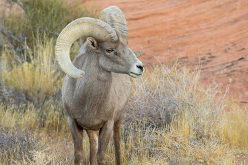 Desert Bighorn Sheep Ram in the Nevada Desert in Winter