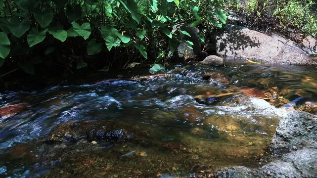 A stream of clear clear water in a stream in the middle of the jungle
