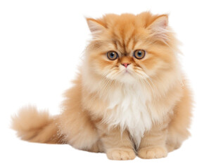 PNG Persian cat mammal animal kitten.