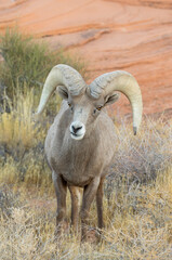 Desert Bighorn Sheep Ram in the Nevada Desert in Winter